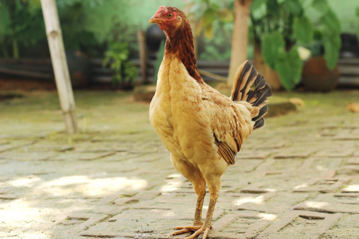 oiseaux poulie exécution anatomie ciblée deltoïde